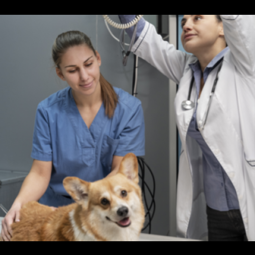 British Veterinary Centre 